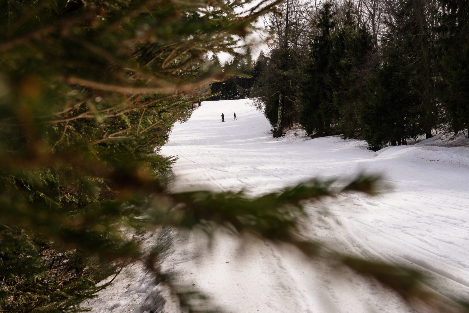 Snow-covered trail framed by evergreen branches at Elk Mountain